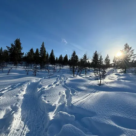 Forest *